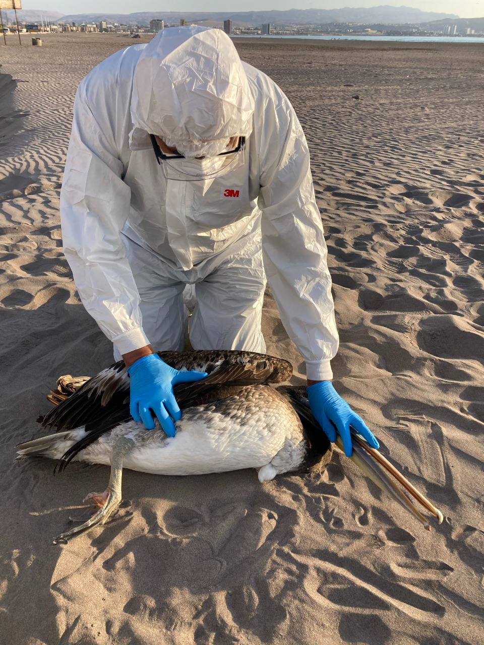 SAG Coquimbo informa que Guanaqueros y Puerto Aldea se encuentran libres de influenza aviar