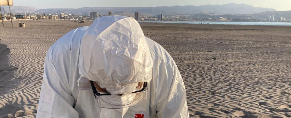 SAG Coquimbo informa que Guanaqueros y Puerto Aldea se encuentran libres de influenza aviar