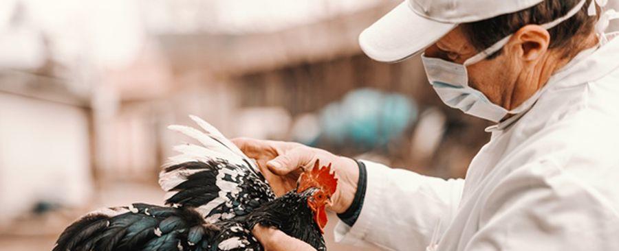 Chile se declara libre de Influenza Aviar Altamente Patógena en aves de corral - La Tercera