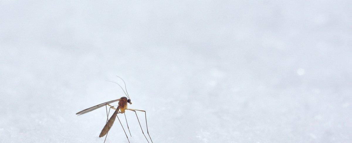 Remedios caseros para evitar picaduras de mosquito: los métodos que mejor funcionan según la ciencia