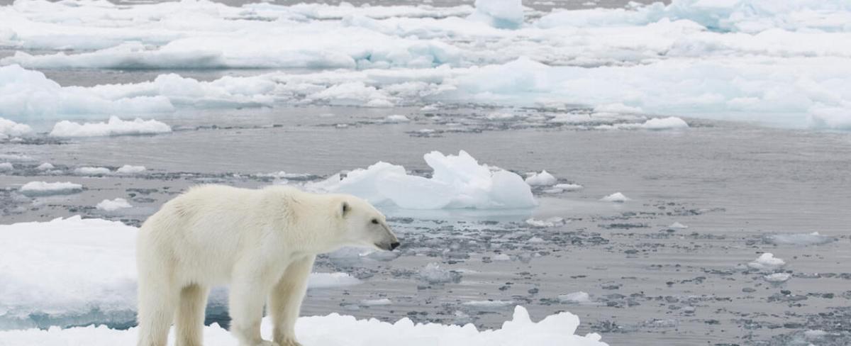 Calentamiento global: ¿Por qué se derrite tan rápido el hielo en el mundo?