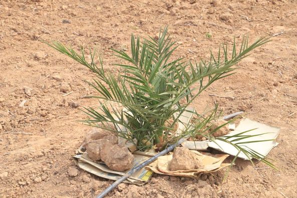 Diario HOY | En el Chaco prende árbol que produce dátil, fruta que figura en "la dieta" de Jesús