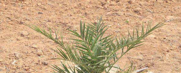 Diario HOY | En el Chaco prende árbol que produce dátil, fruta que figura en "la dieta" de Jesús