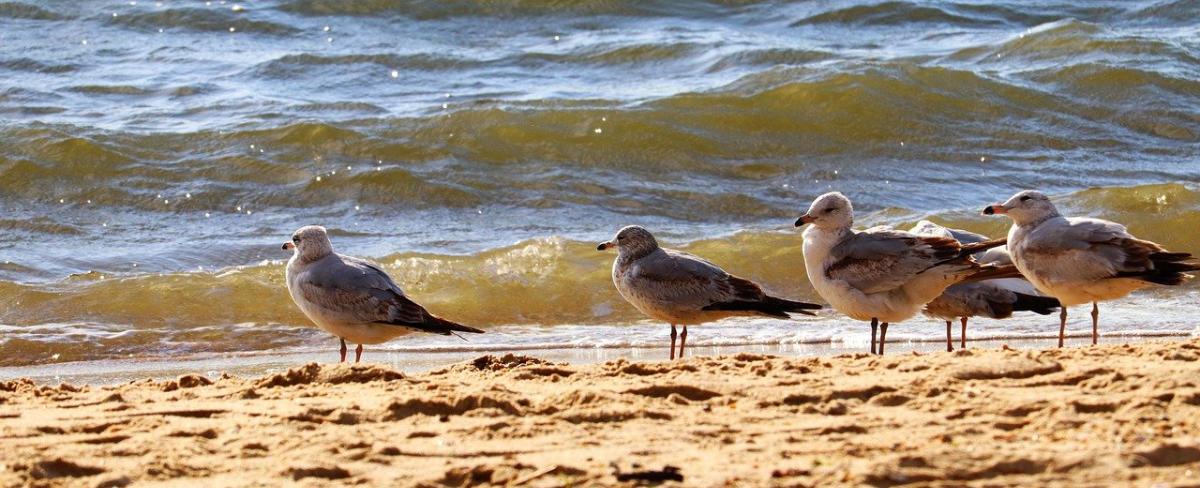 Desmienten alerta por influenza aviar en OaxacaEnlace de la Costa