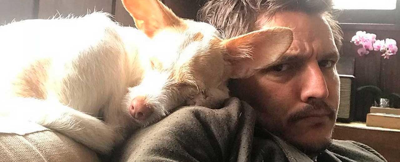 "Pedro Pascal está en un momento físico duro": el actor se prepara para tener tableta en 'Gladiator 2'