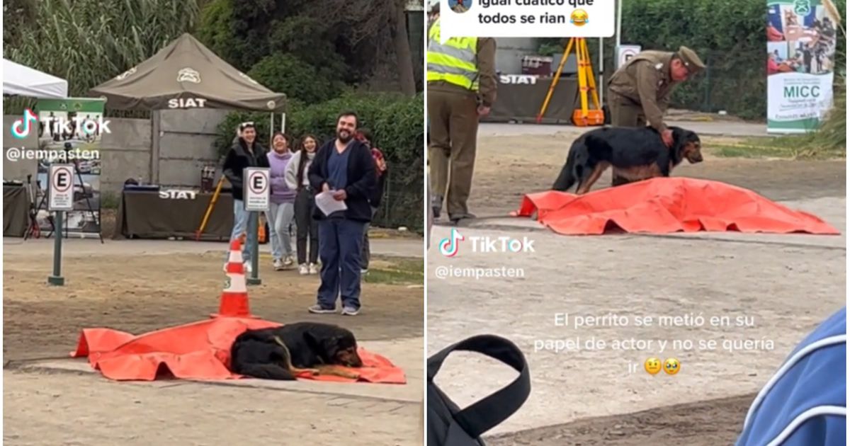 “¡¡Se echó en el muerto!!”: perrito saca carcajadas por insólita irrupción durante ejercicio de Carabineros