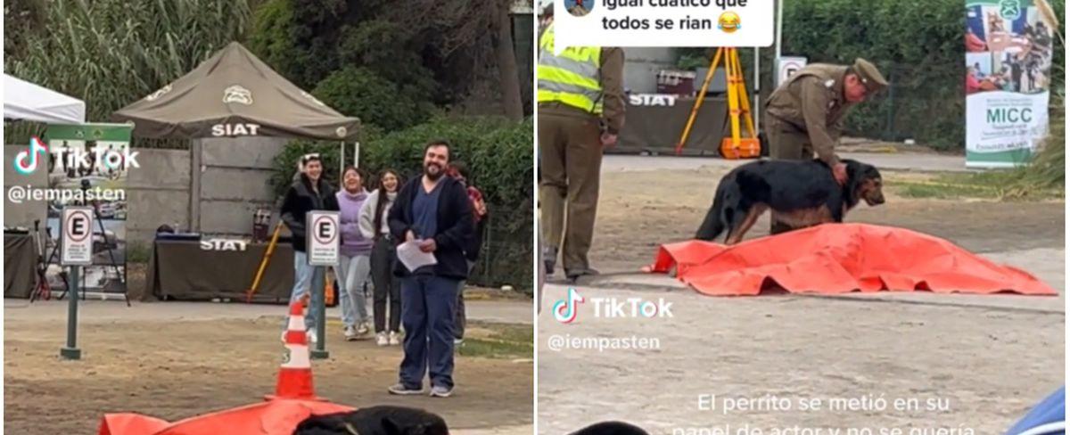 “¡¡Se echó en el muerto!!”: perrito saca carcajadas por insólita irrupción durante ejercicio de Carabineros