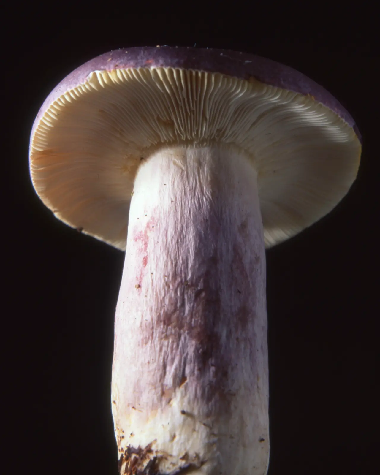 ¡Gran día para los hongos! ONU llama a usar palabra “funga” | La Serena Online