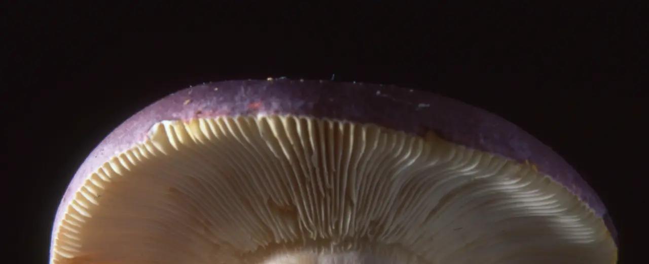 ¡Gran día para los hongos! ONU llama a usar palabra “funga” | La Serena Online