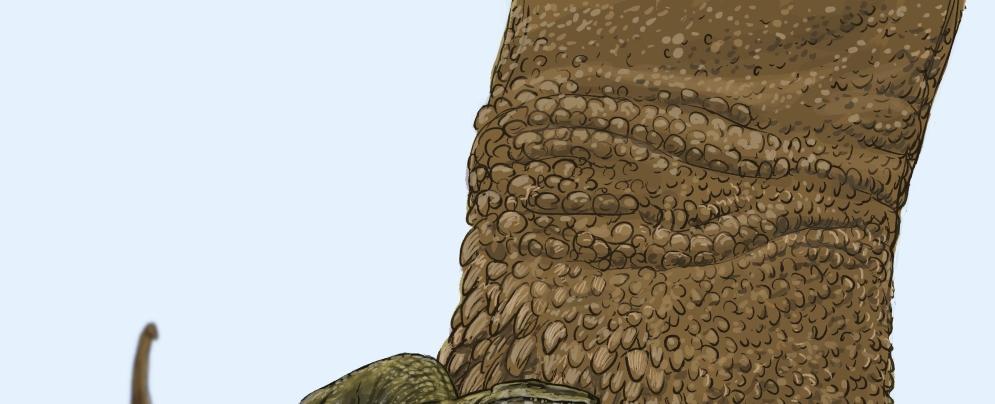 Hallan en Argentina huellas de dinosaurios de 95 millones de años con marcas de piel y garras - Revista Ecociencias