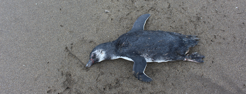 Influenza aviar en Chile: Primer semestre se cierra con más de 15 mil animales muertos - RPER NOTICIAS