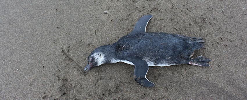 Influenza aviar en Chile: Primer semestre se cierra con más de 15 mil animales muertos - RPER NOTICIAS