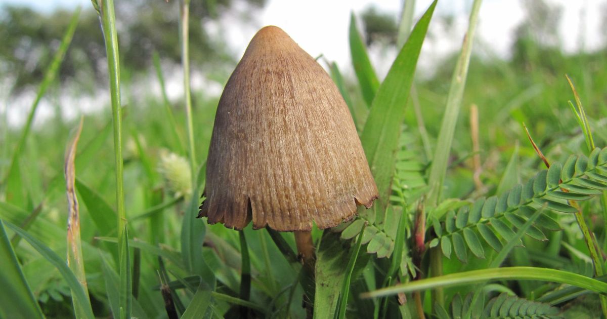 Estudio señala que una sola dosis de psilocibina acompañada de psicoterapia ayudaría a reducir síntomas de la depresión | Resumen.cl