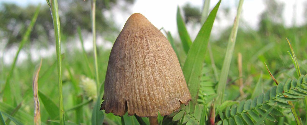 Estudio señala que una sola dosis de psilocibina acompañada de psicoterapia ayudaría a reducir síntomas de la depresión | Resumen.cl