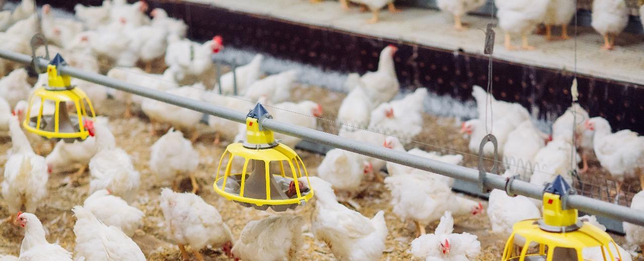 Chile se declara País Libre de Influenza Aviar Altamente Patógena en aves de corral