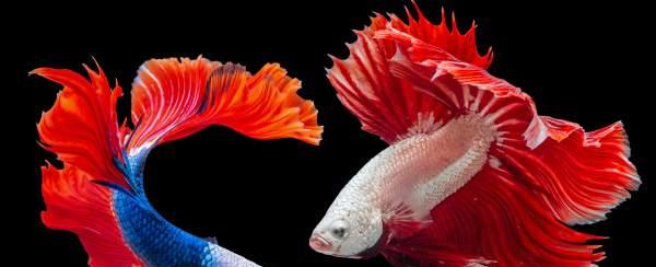 Tres razones para eliminar a los peces de tu alimentación