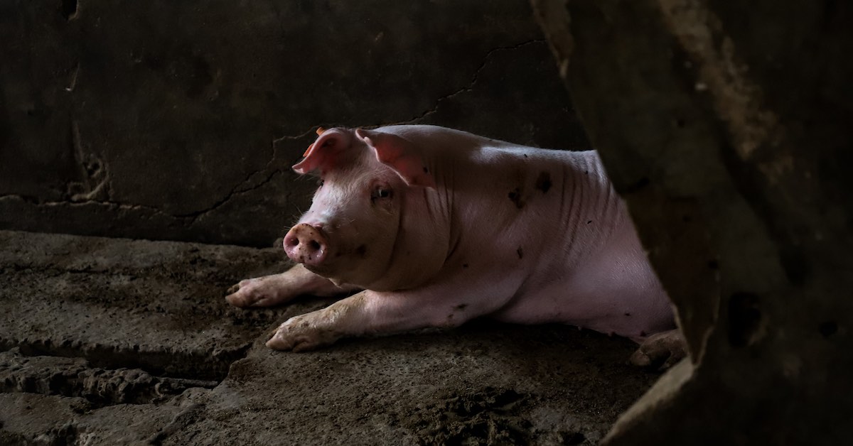 Los Animales a la Constitución | Igualdad Animal México