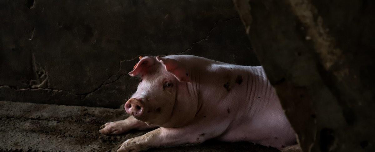 Los Animales a la Constitución | Igualdad Animal México