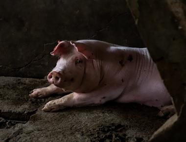 Los Animales a la Constitución | Igualdad Animal México