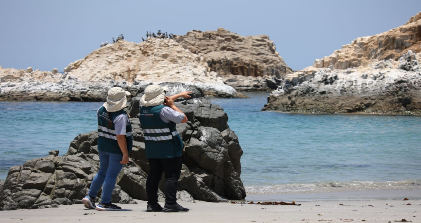 SAG junto a organismo internacional confirmaron que la Región de Coquimbo ya está libre de Influenza Aviar - NorteVision