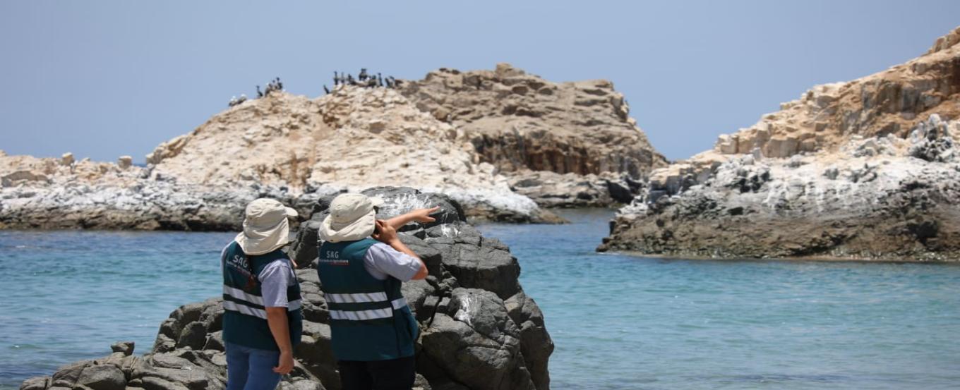 SAG junto a organismo internacional confirmaron que la Región de Coquimbo ya está libre de Influenza Aviar - NorteVision