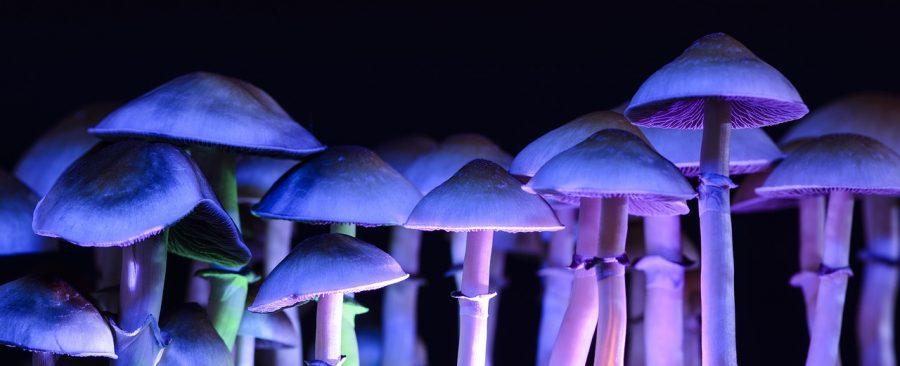 Australia es el primer país del mundo en permitir el uso de psicodélicos para tratar la depresión y estrés postraumático