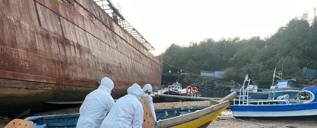 Sernapesca confirma primer caso de Influenza Aviar en mamífero marino en región de Aysén