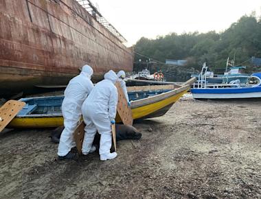 Sernapesca confirma primer caso de Influenza Aviar en mamífero marino en región de Aysén