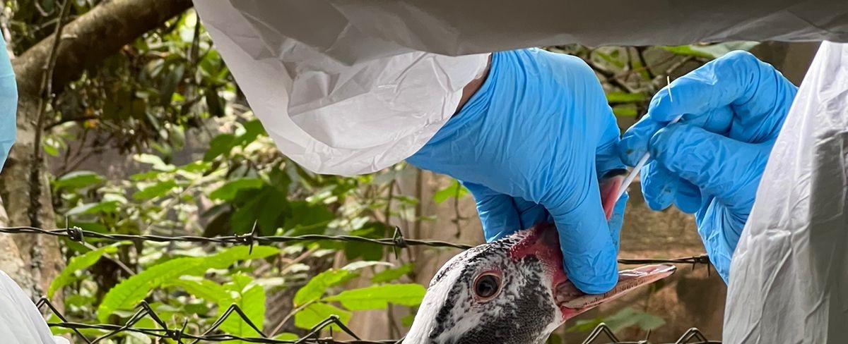 Declararon Chile libre de influenza aviar - Las Noticias de Malleco, el diario de la Provincia Región de la Araucanía