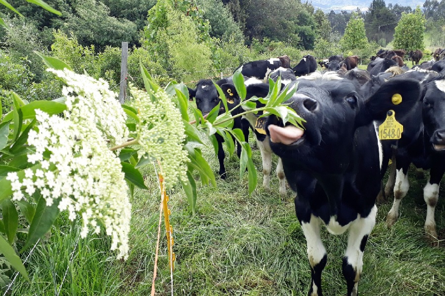 El sauce en la alimentación animal podría ayudar a reducir emisiones de metano