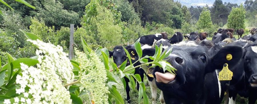 El sauce en la alimentación animal podría ayudar a reducir emisiones de metano