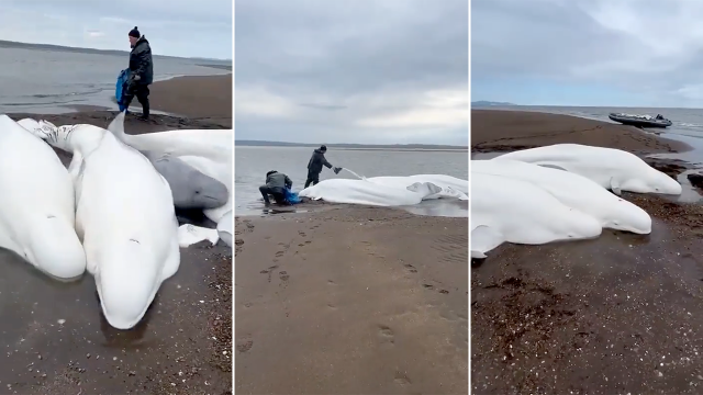 [Video] Pescadores logran salvar a cuatro belugas adultas y una cría en Rusia
