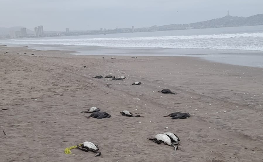Primeras muestras de aves muertas en costa de La Serena y Coquimbo resultan negativas a influenza aviar