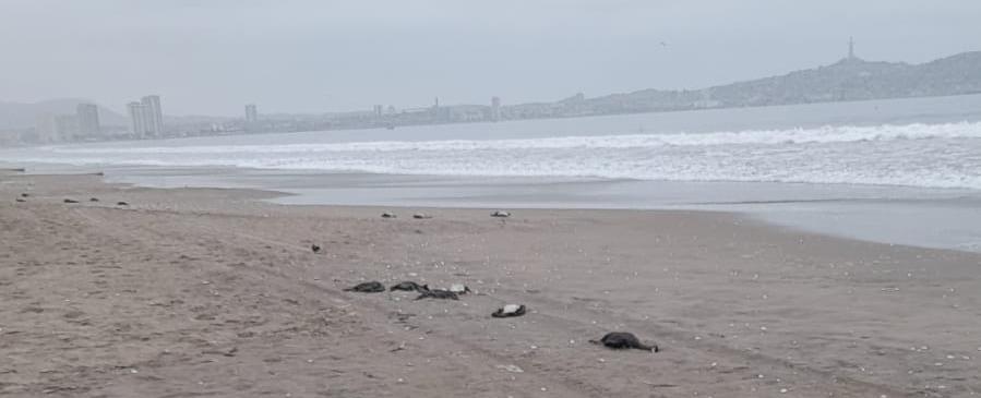 Primeras muestras de aves muertas en costa de La Serena y Coquimbo resultan negativas a influenza aviar