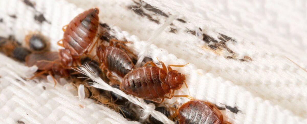 ¿Cómo eliminar chinches de tu casa? Checa estos 7 remedios caseros para lograrlo fácil, rápido, y barato