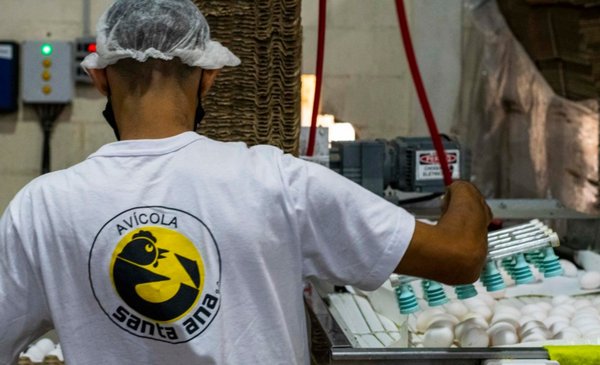 Influenza: cómo funcionará la Avícola Santa Ana después del resultado negativo - El litoral