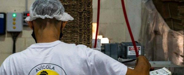 Influenza: cómo funcionará la Avícola Santa Ana después del resultado negativo - El litoral