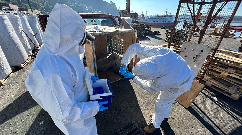 Huillín varado en Puerto Natales dio positivo a Influenza Aviar