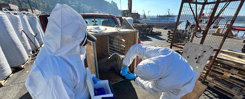 Huillín varado en Puerto Natales dio positivo a Influenza Aviar