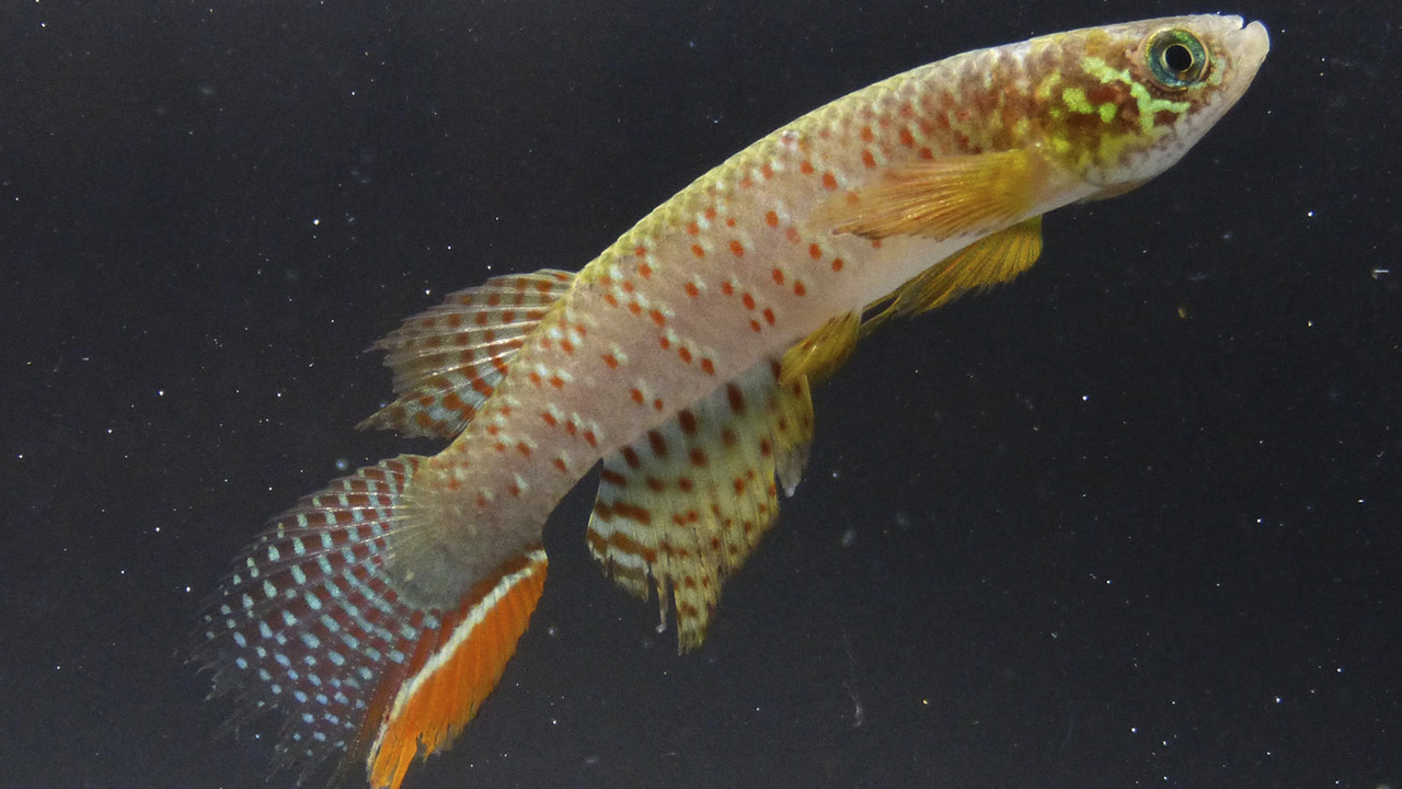 Hallan en Bolivia un pez que sobrevive fuera del agua y que cambia su forma de respirar