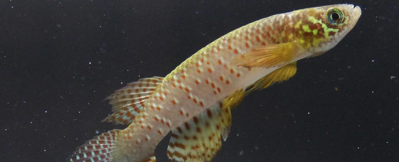 Hallan en Bolivia un pez que sobrevive fuera del agua y que cambia su forma de respirar