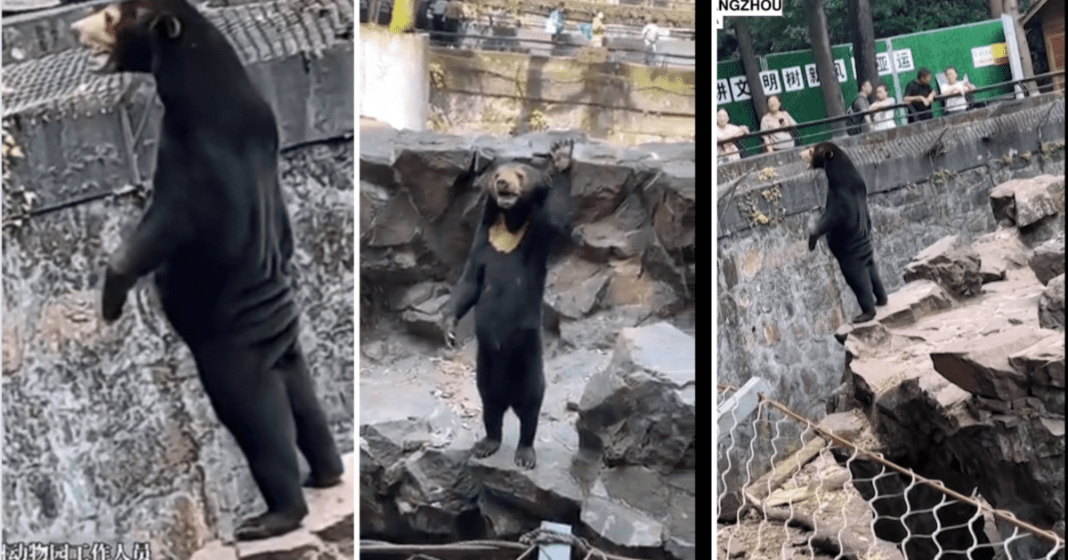 VIDEO: Zoológico de China asegura que sus osos son reales y no personas con disfraces