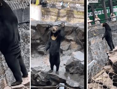 VIDEO: Zoológico de China asegura que sus osos son reales y no personas con disfraces