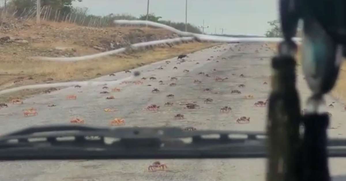 Comienza masiva migración de cangrejos moros por carreteras cubanas
