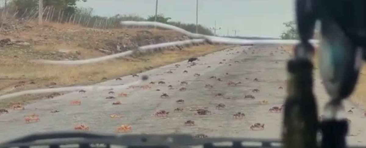 Comienza masiva migración de cangrejos moros por carreteras cubanas