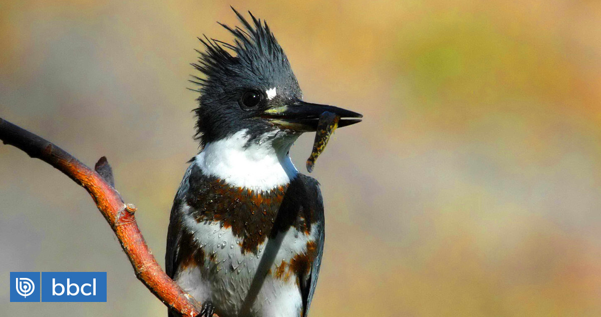 Estudio concluye que observar aves mejora la salud mental