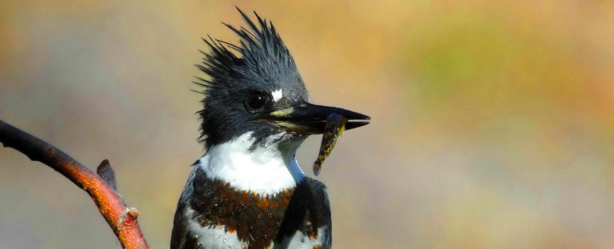 Estudio concluye que observar aves mejora la salud mental