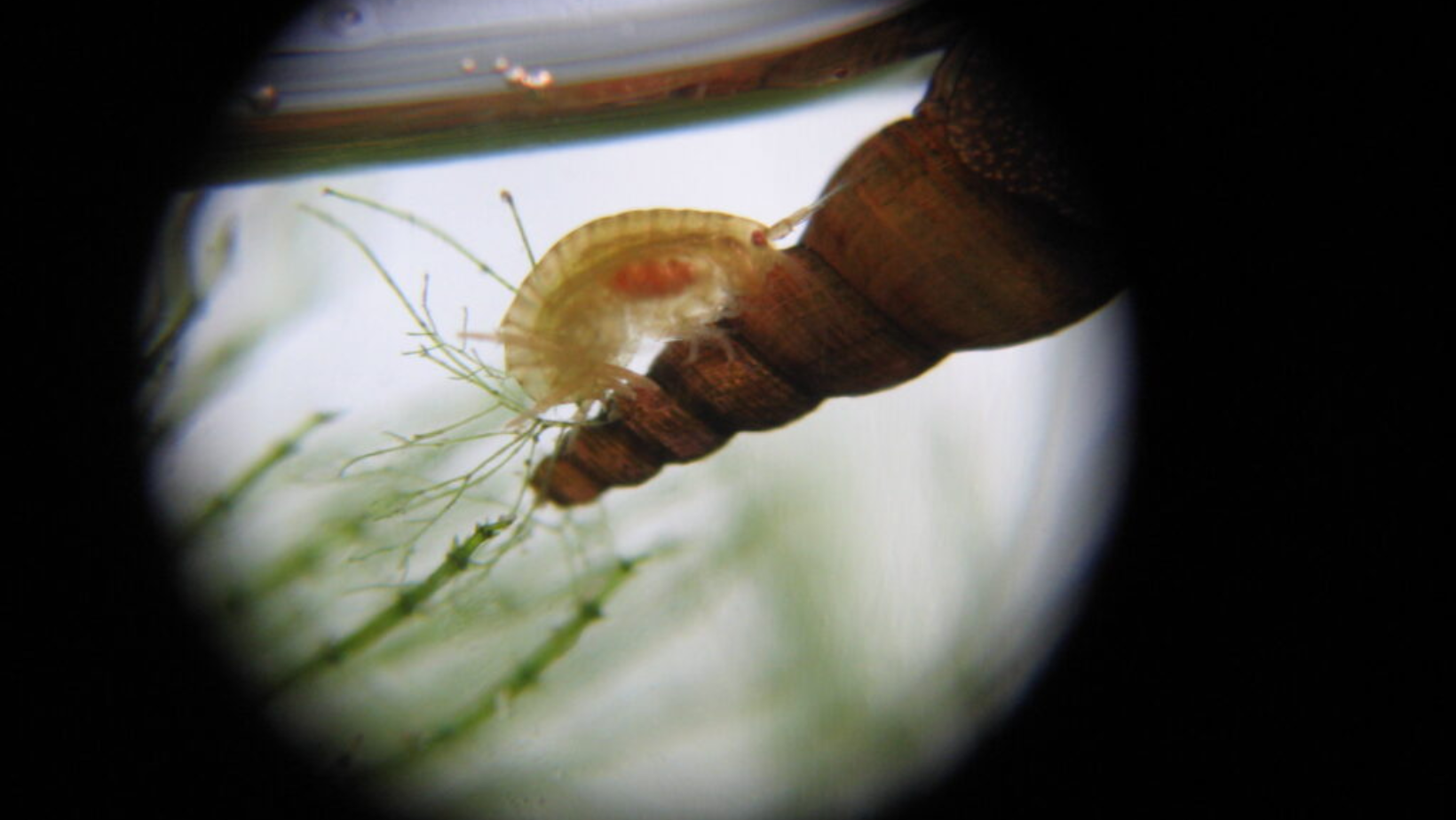 Organismos podrían ser más vulnerables de lo que se pensaba al calentamiento global - Revista Ecociencias