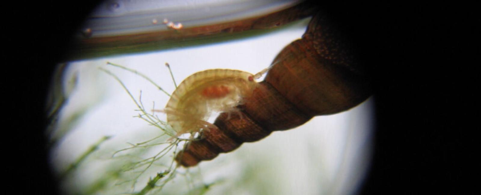 Organismos podrían ser más vulnerables de lo que se pensaba al calentamiento global - Revista Ecociencias