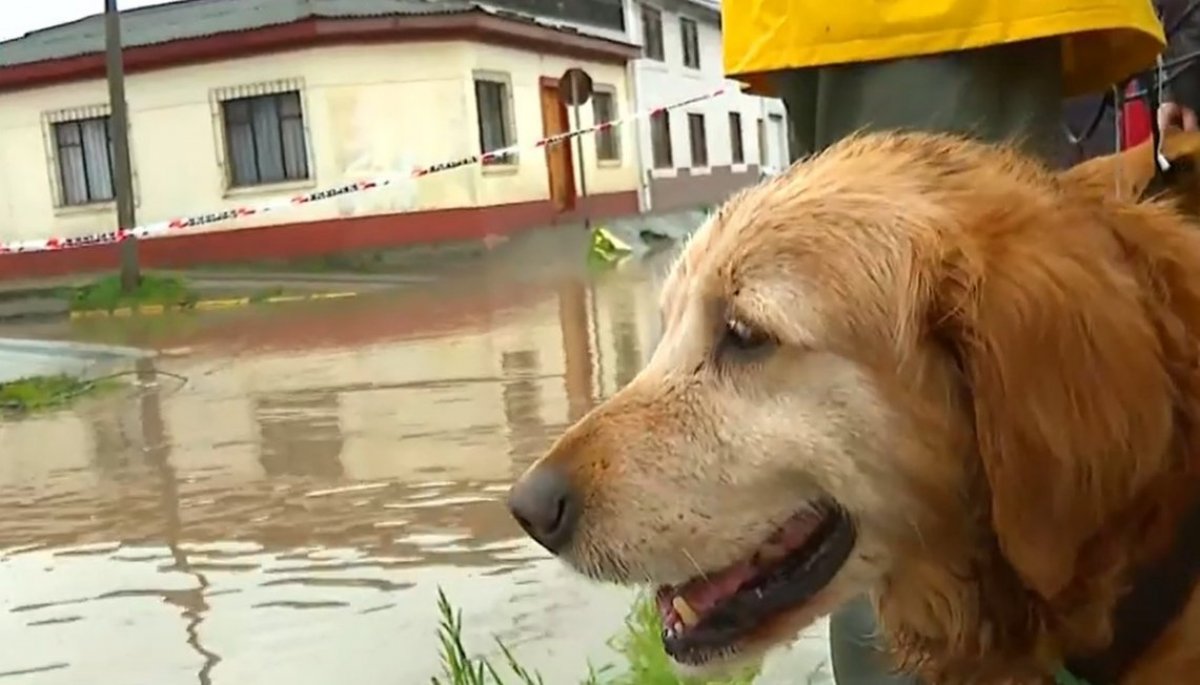 Vecinos rescatan en kayak a perrito en medio de inundaciones en Constitución